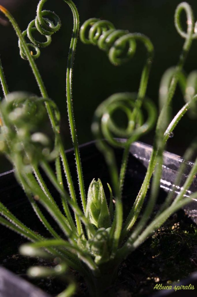 albuca