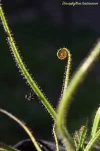 drosofillo