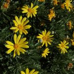 euryops