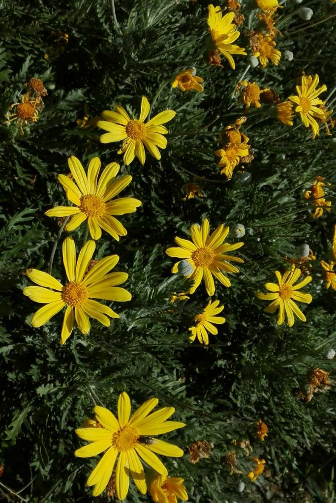 euryops