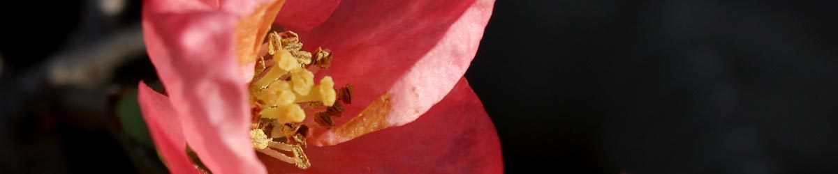 Fiori di dicembre