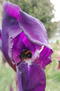 iris bombo