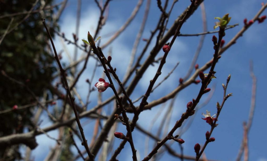 albicocco fiore