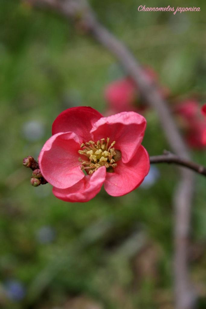chaenomeles-japonica