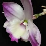 dendrobium
