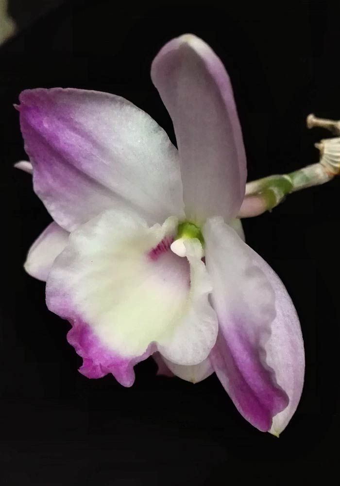 dendrobium