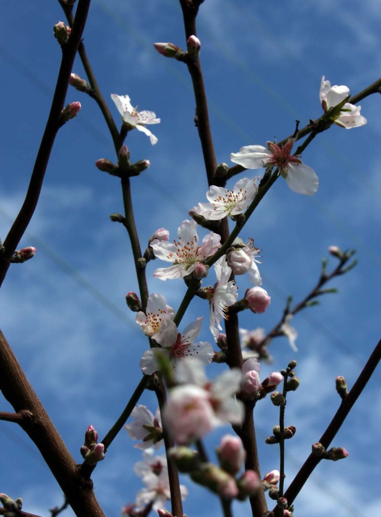 fiori pesco