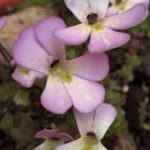 pinguicola fiori