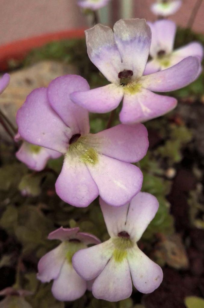 pinguicola fiori