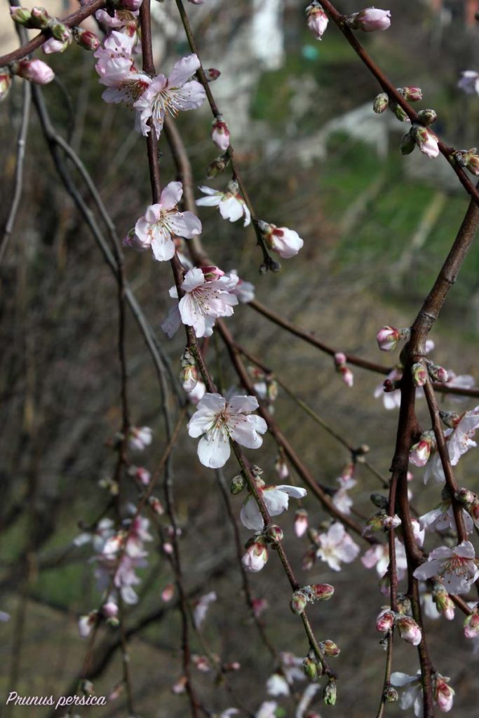 fiori pesco