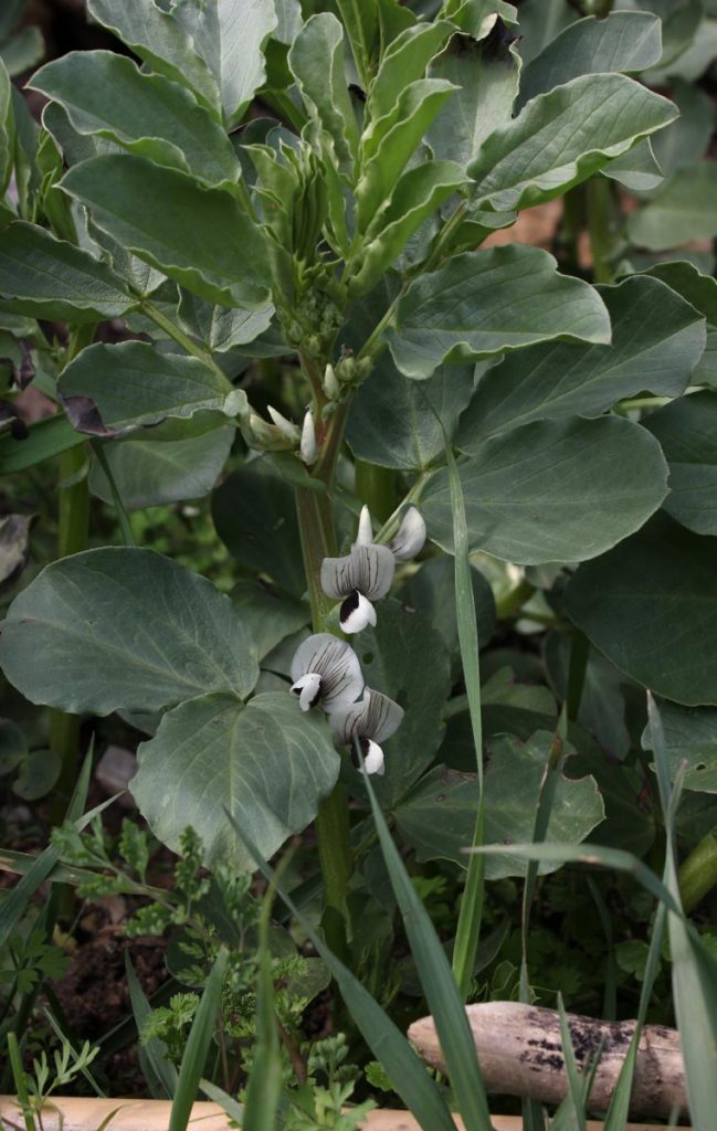 fava pianta