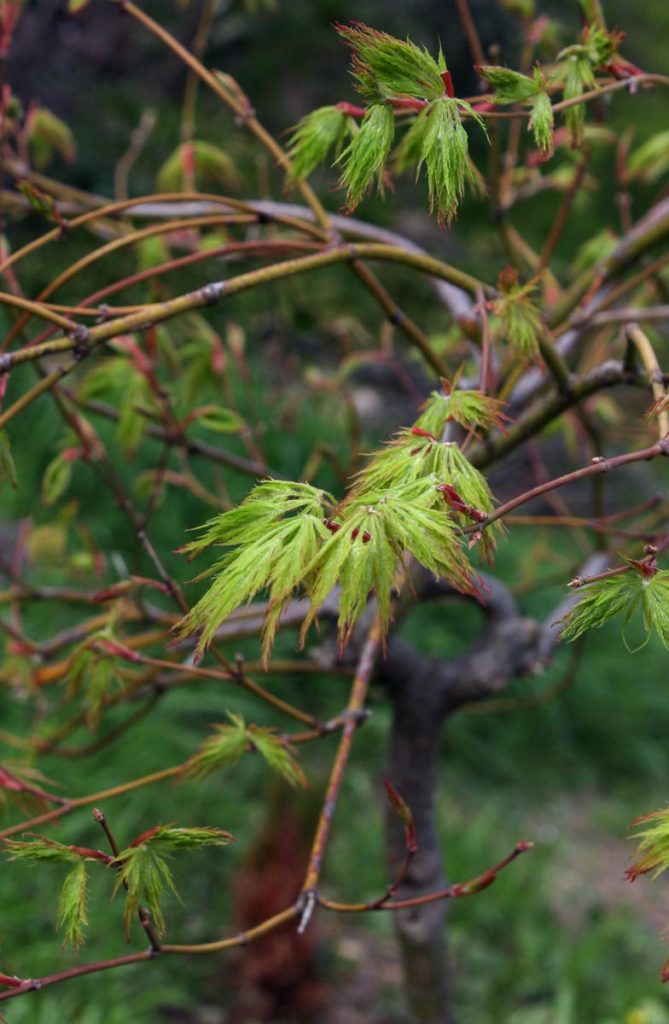 acero palmato