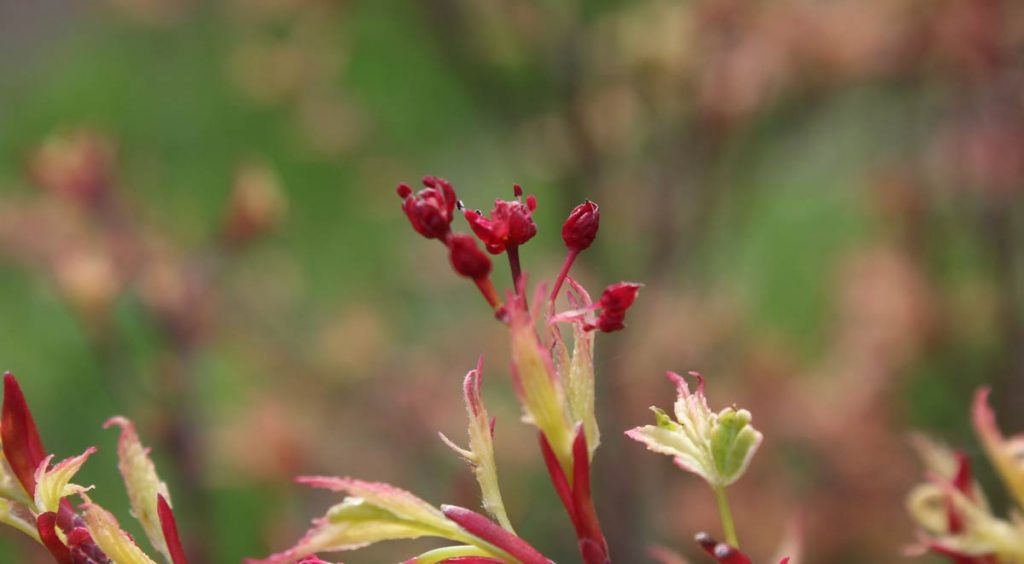 acero giapponese fiori