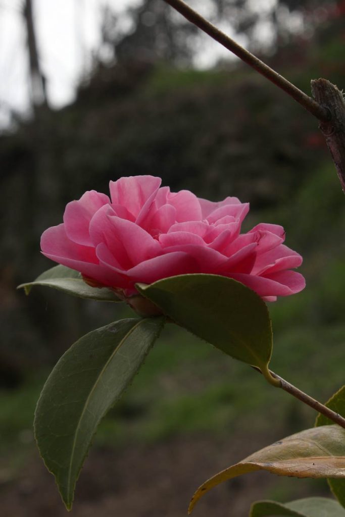 fiore camelia