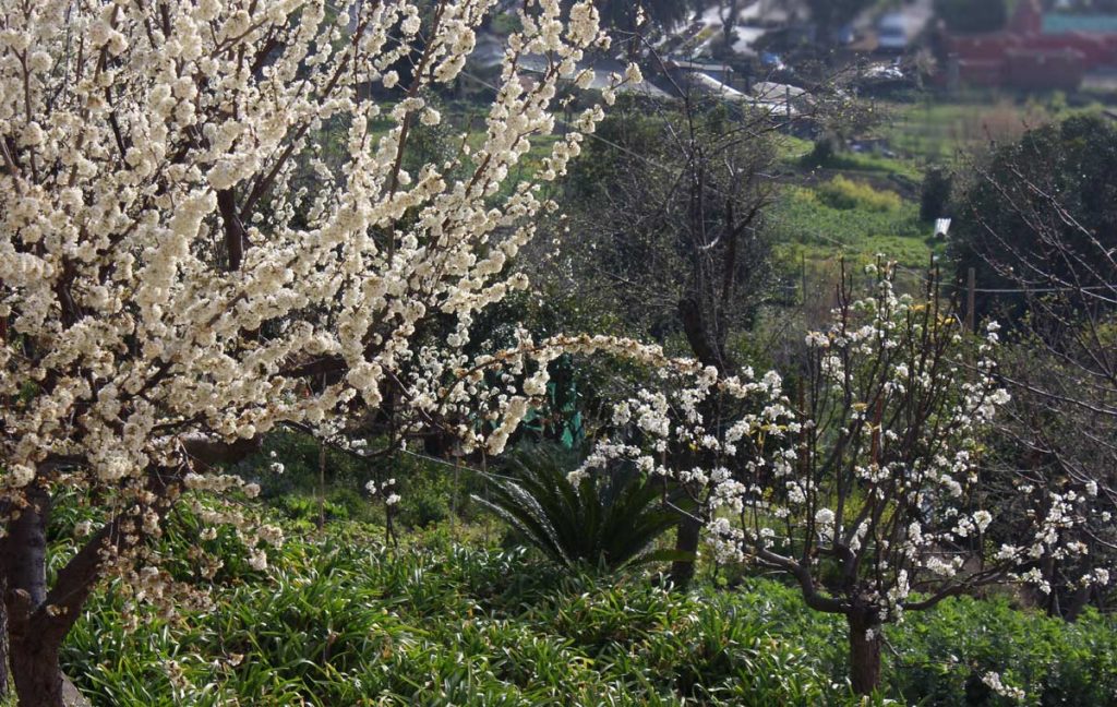 alberi fioriti