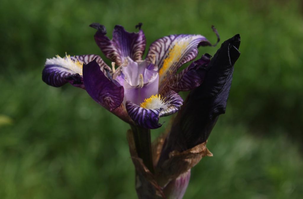 iris