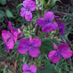 lunaria fiori