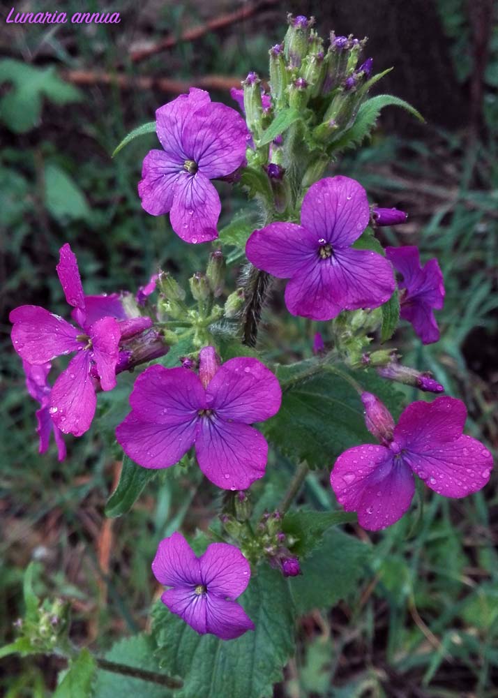 lunaria fiori