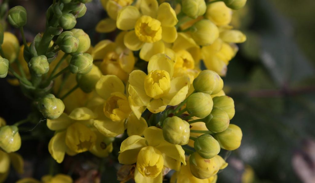 mahonia fiori