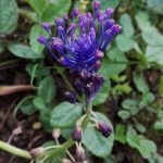 fiore blu