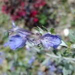 teucrium