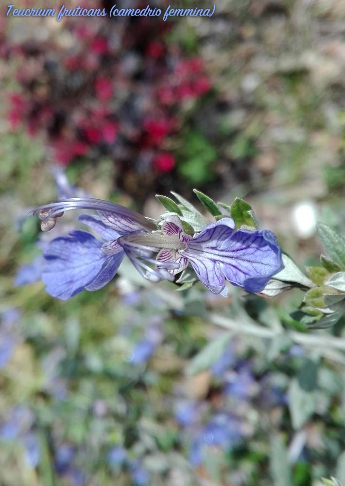 teucrium
