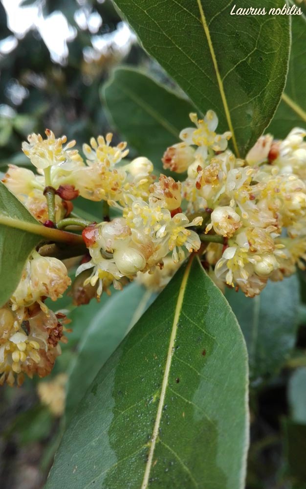 alloro fiori