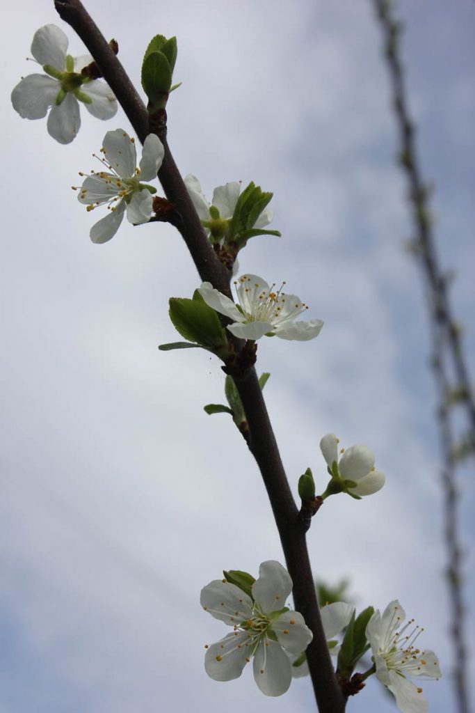 fiori susino