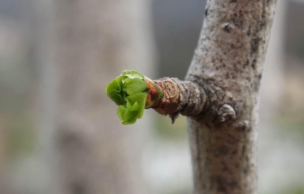 gingko