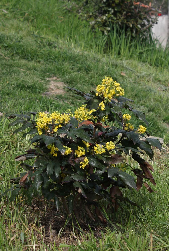 mahonia