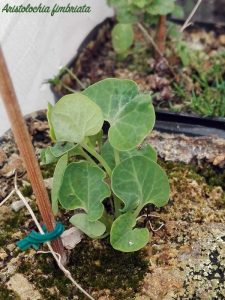 aristolochia