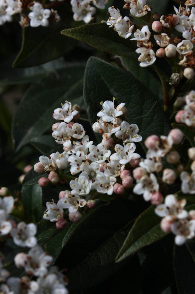 viburno fiori