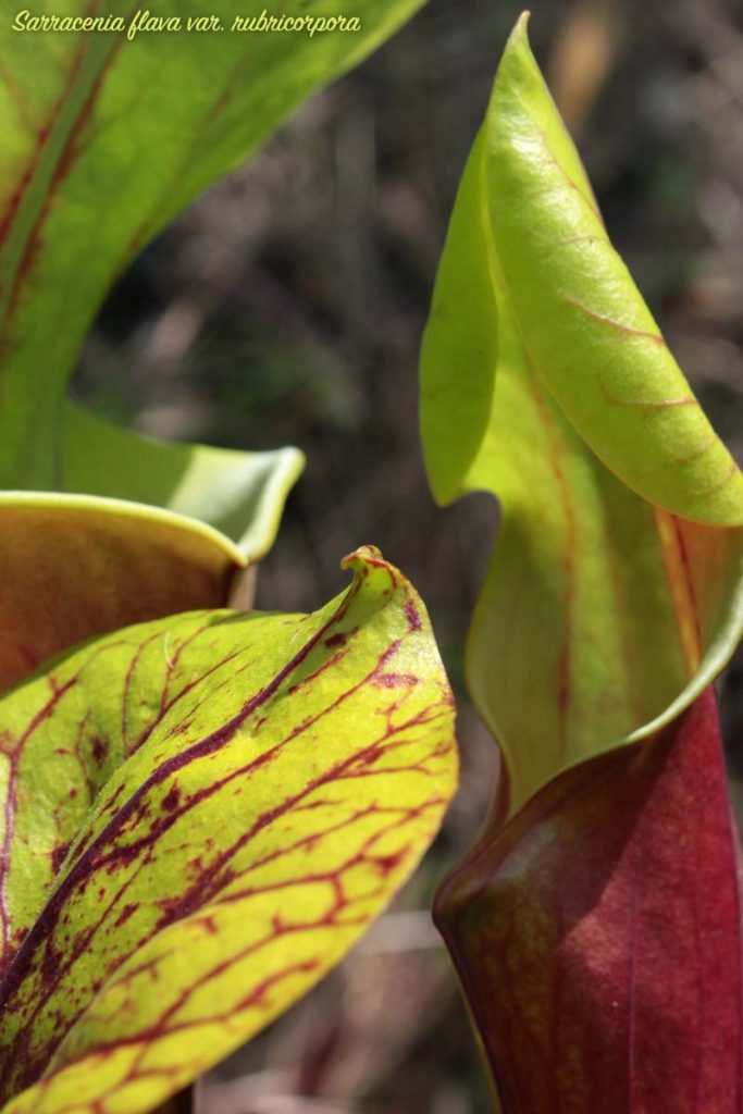 sarracenia