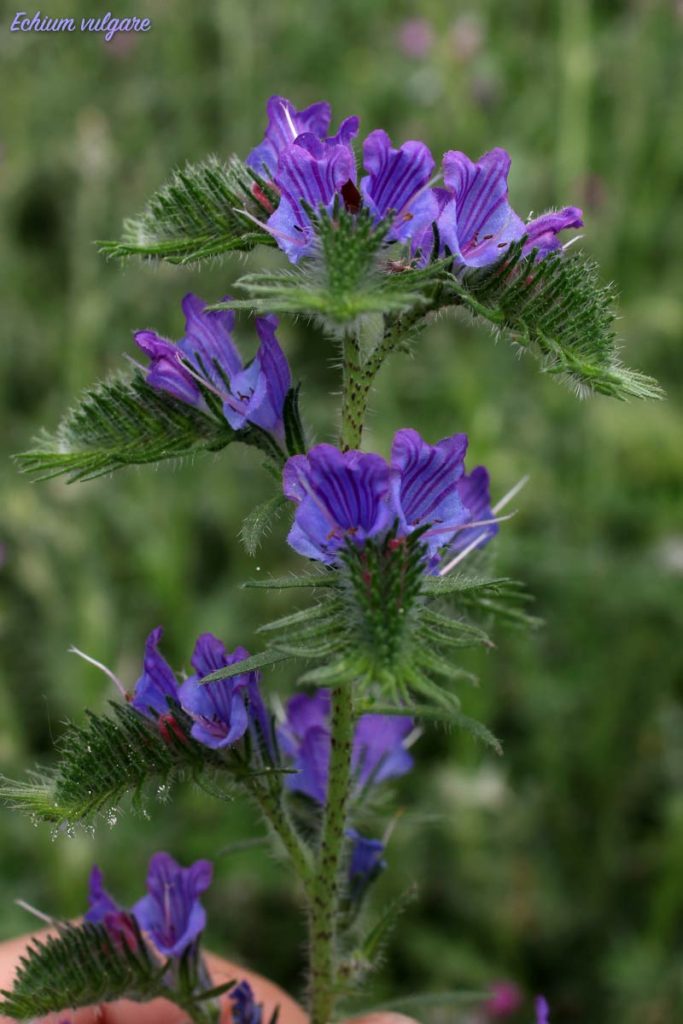 echium