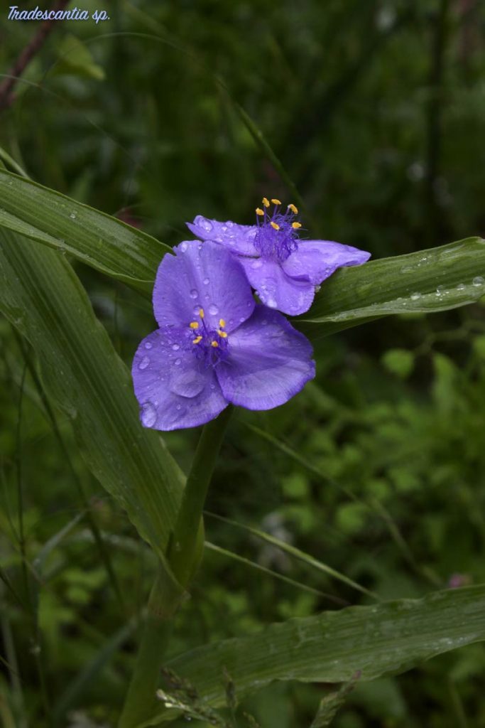 tradescantia