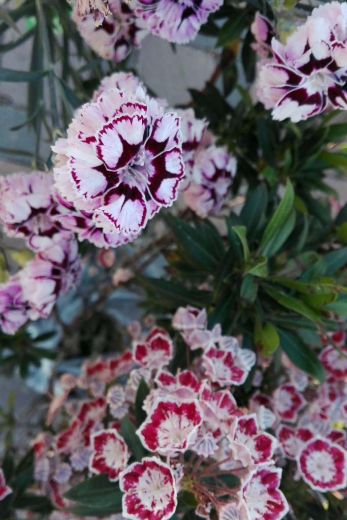 garofani kalmia