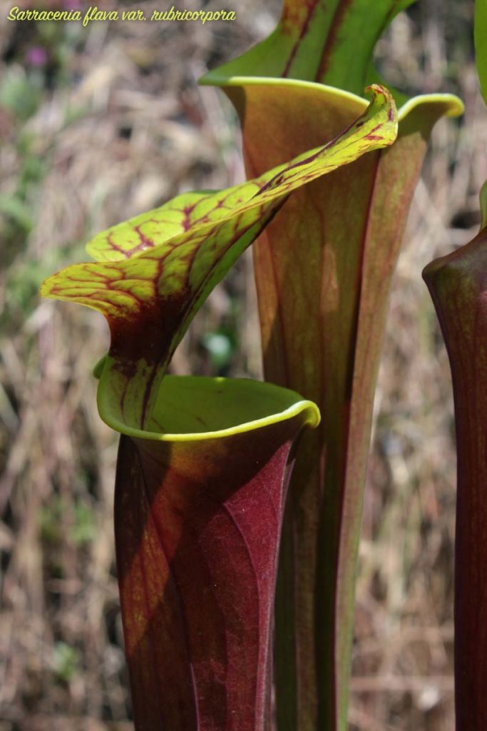 sarracenia
