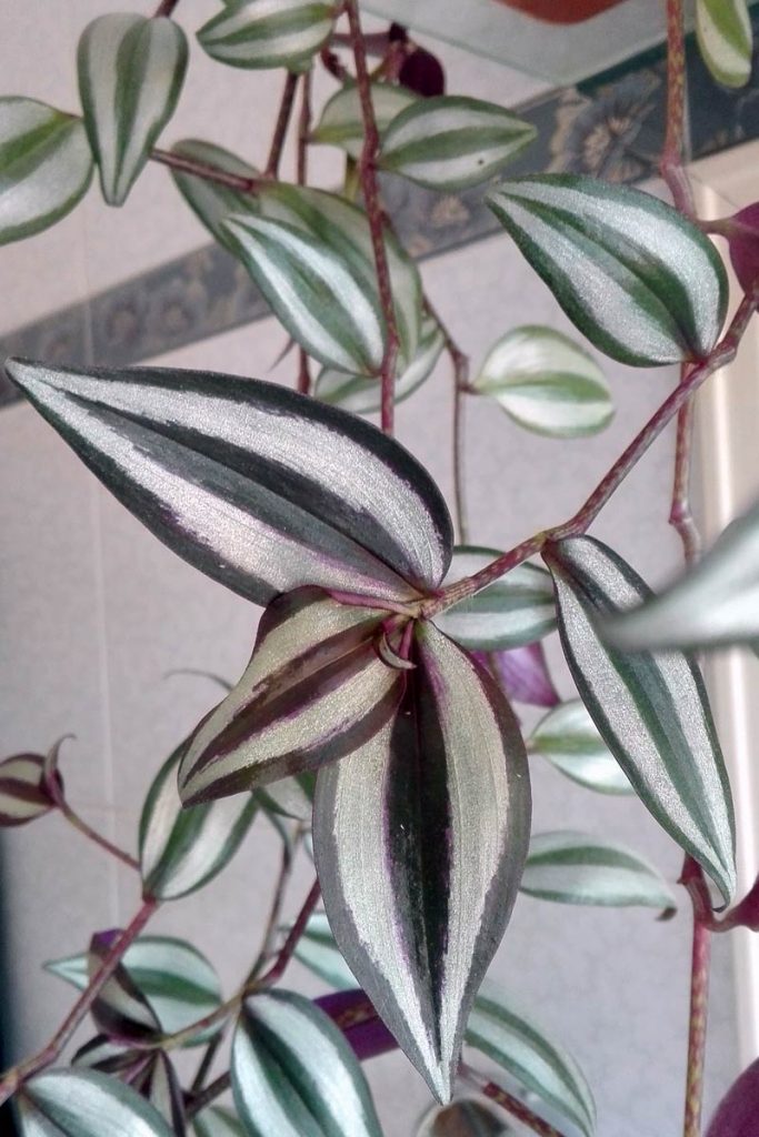 tradescantia