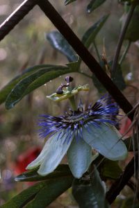 passiflora fiore