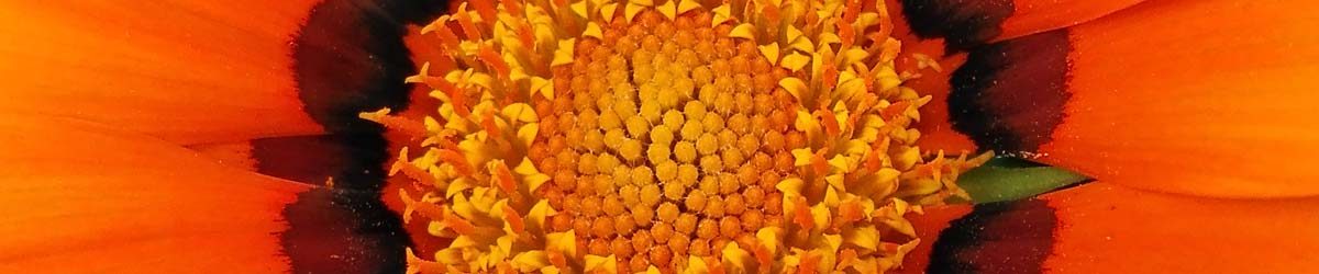 Vedo giallo (e arancione, e…)