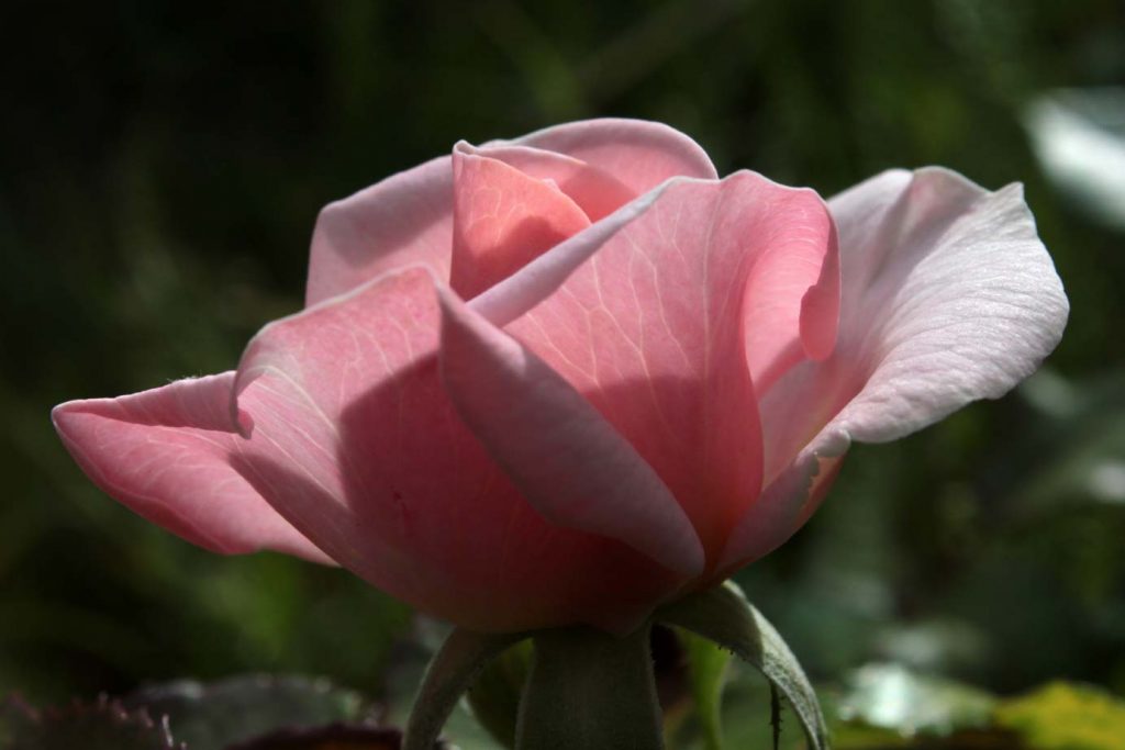 rosa fiore
