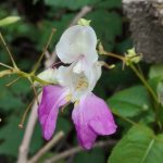 fiore spontaneo