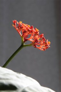 Jatropha podagrica