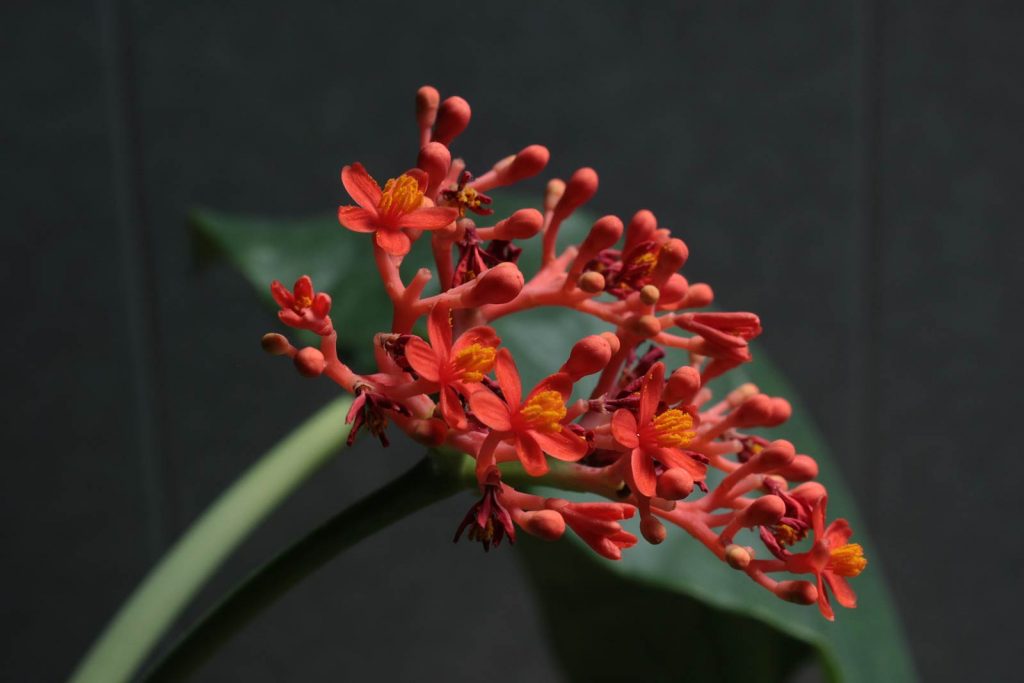 jatropha fiori