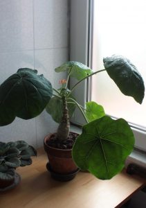 Jatropha podagrica