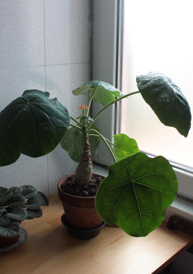 Jatropha podagrica