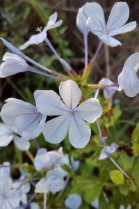 plumbago celeste