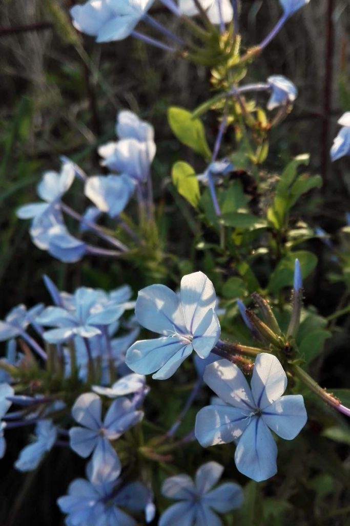 plumbago fiori azzurri