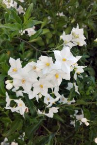 fiori solanum