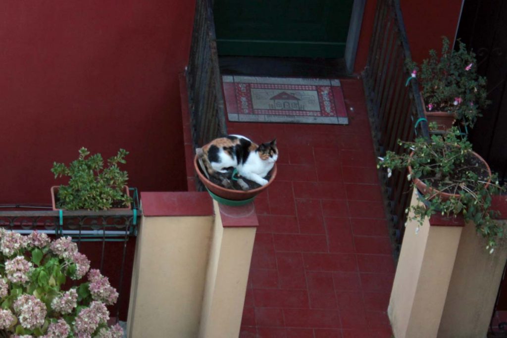 gattina in vaso